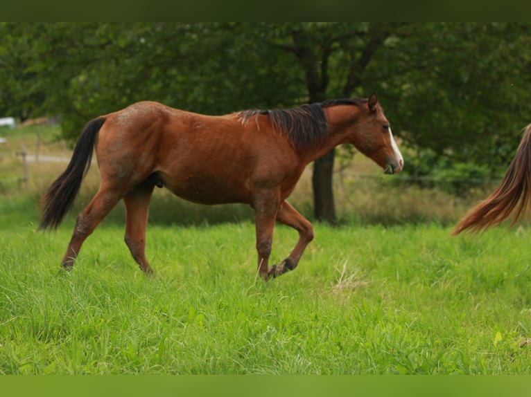 Quarterhäst Hingst 1 år 148 cm Brun in Waldshut-Tiengen