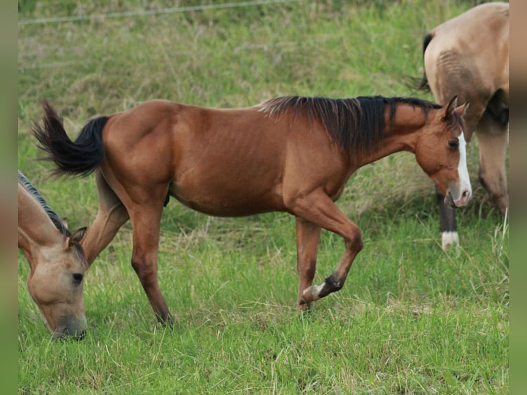 Quarterhäst Hingst 1 år 148 cm Brun in Waldshut-Tiengen