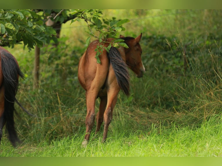 Quarterhäst Hingst 1 år 148 cm Brun in Waldshut-Tiengen