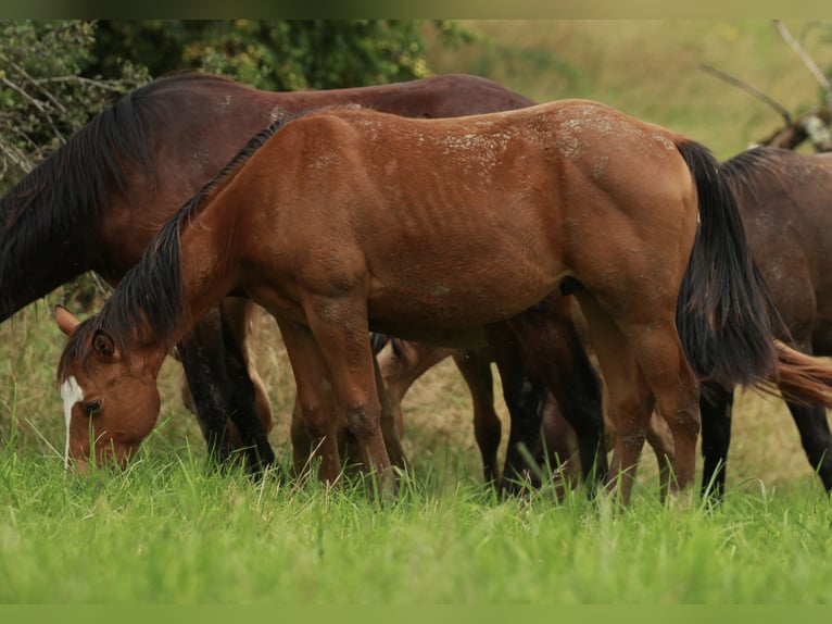 Quarterhäst Hingst 1 år 148 cm Brun in Waldshut-Tiengen