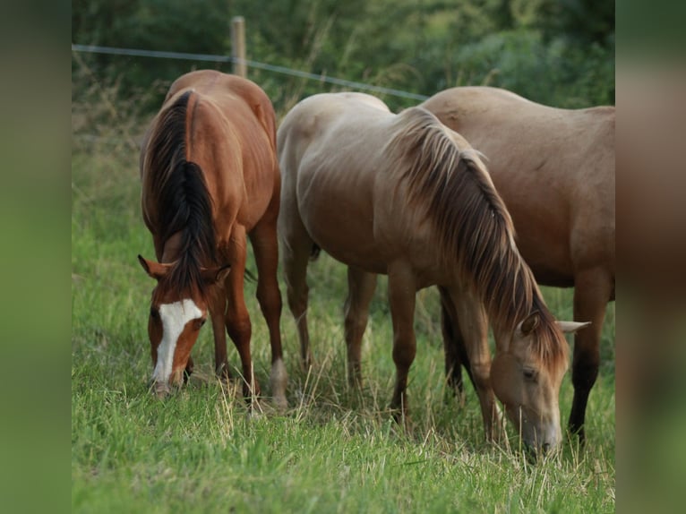 Quarterhäst Hingst 1 år 148 cm Brun in Waldshut-Tiengen