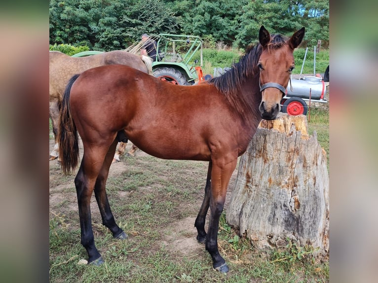 Quarterhäst Hingst 1 år 150 cm Brun in Naumburg