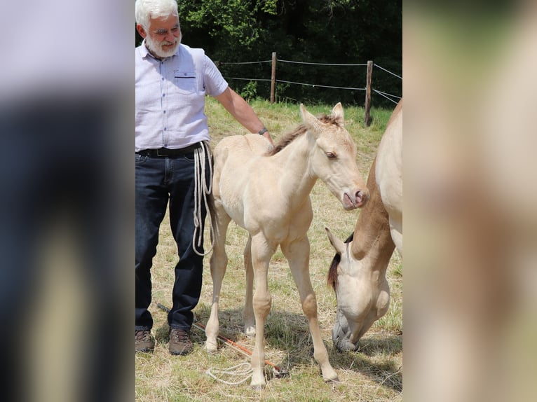 Quarterhäst Hingst 1 år 150 cm Champagne in Müglitztal