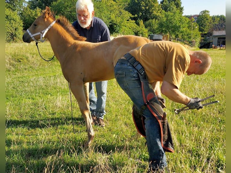 Quarterhäst Hingst 1 år 150 cm Gulbrun in Müglitztal