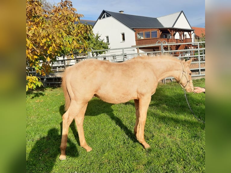 Quarterhäst Hingst 1 år 150 cm Palomino in Harth-Pöllnitz