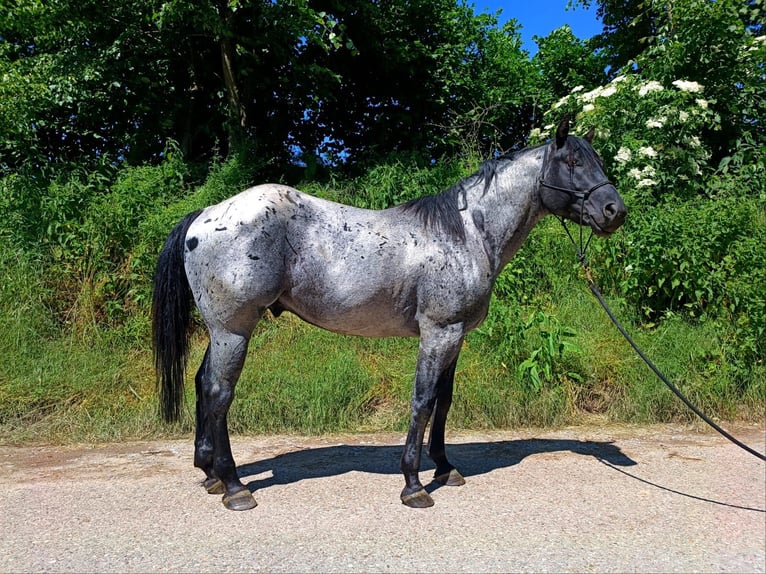 Quarterhäst Hingst 1 år 150 cm Rökfärgad svart in Gschwend
