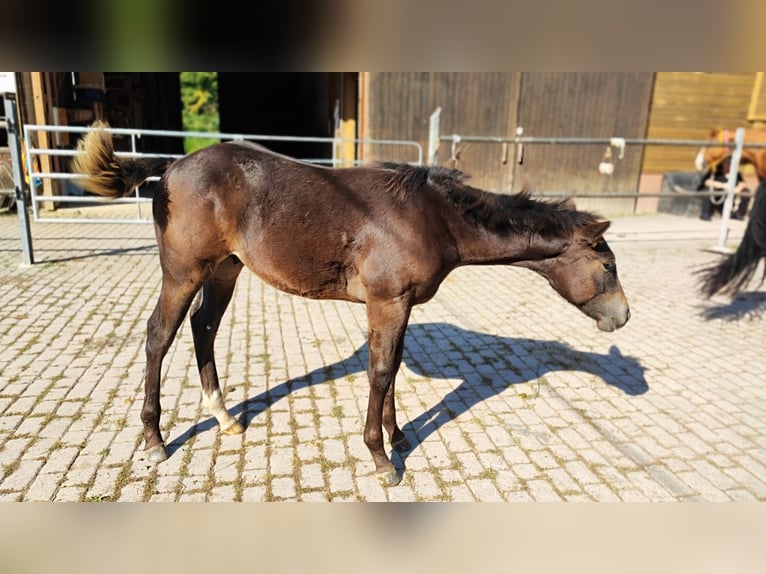 Quarterhäst Hingst 1 år 150 cm Rökfärgad svart in Gschwend