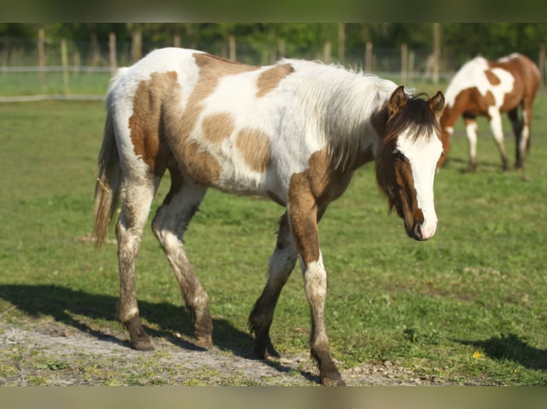 Quarterhäst Hingst 1 år 150 cm Tobiano-skäck-alla-färger in Dessel