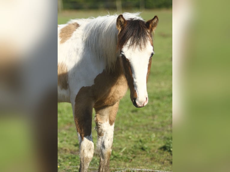 Quarterhäst Hingst 1 år 150 cm Tobiano-skäck-alla-färger in Dessel