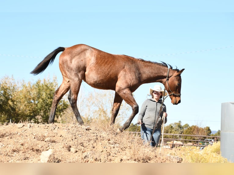 Quarterhäst Hingst 1 år 152 cm Brunskimmel in Congress