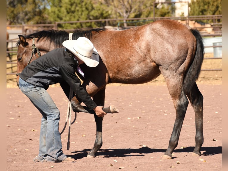 Quarterhäst Hingst 1 år 152 cm Brunskimmel in Congress