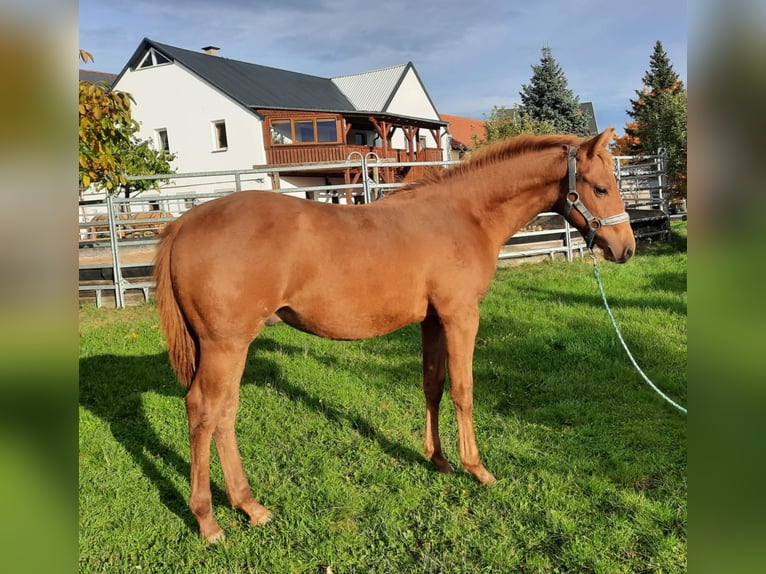 Quarterhäst Hingst 1 år 152 cm fux in Harth-Pöllnitz