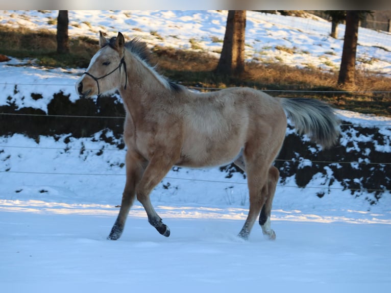Quarterhäst Hingst 1 år 152 cm Gulbrun in Ptuj