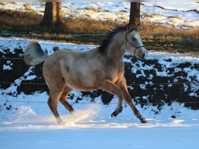 Quarterhäst Hingst 1 år 152 cm Gulbrun in Ptuj