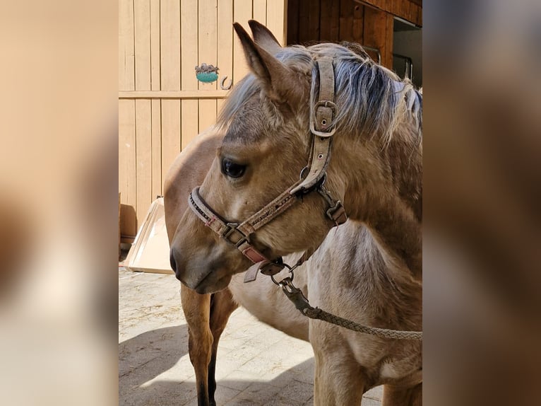 Quarterhäst Hingst 1 år 155 cm Gulbrun in Vilshofen