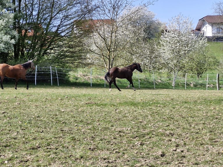 Quarterhäst Hingst 1 år 157 cm Svart in Vilshofen