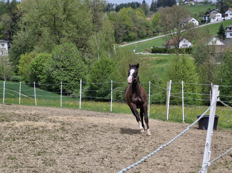 Quarterhäst Hingst 1 år 157 cm Svart in Vilshofen