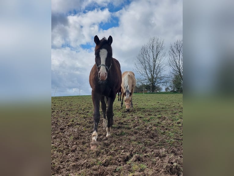 Quarterhäst Hingst 1 år 157 cm Svart in Vilshofen