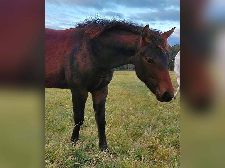 Quarterhäst Hingst 1 år 158 cm Mörkbrun in Kemberg