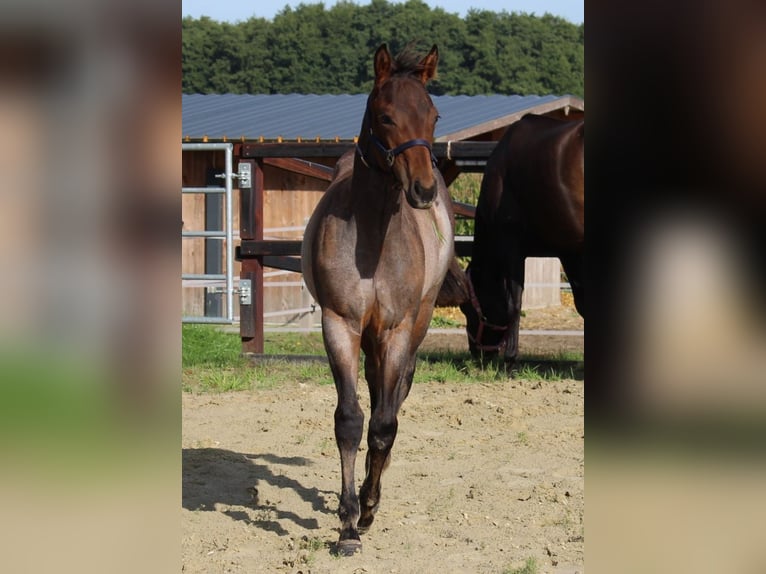Quarterhäst Hingst 1 år 160 cm Brunskimmel in Bassum