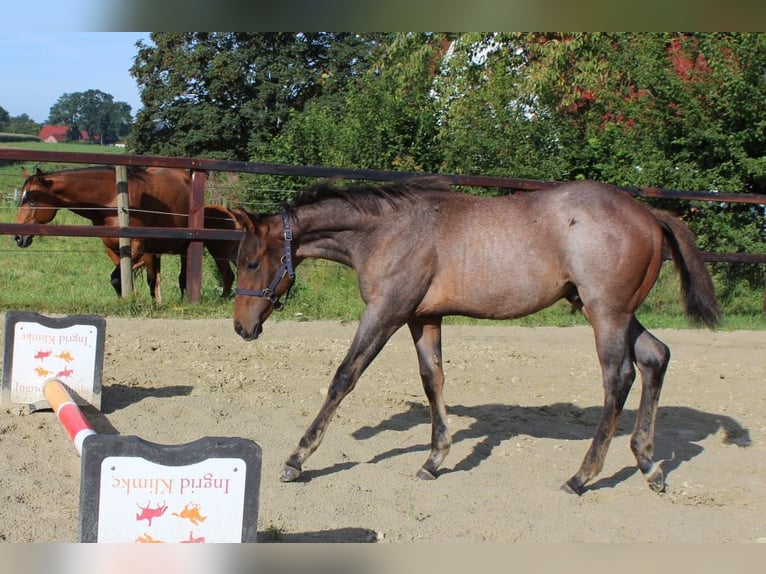 Quarterhäst Hingst 1 år 160 cm Brunskimmel in Bassum