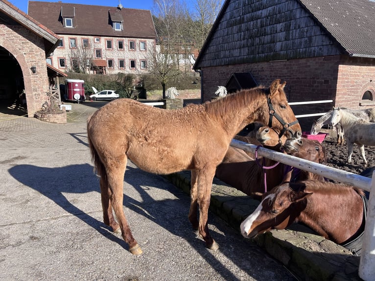 Quarterhäst Hingst 1 år Fux med ål in Erbach