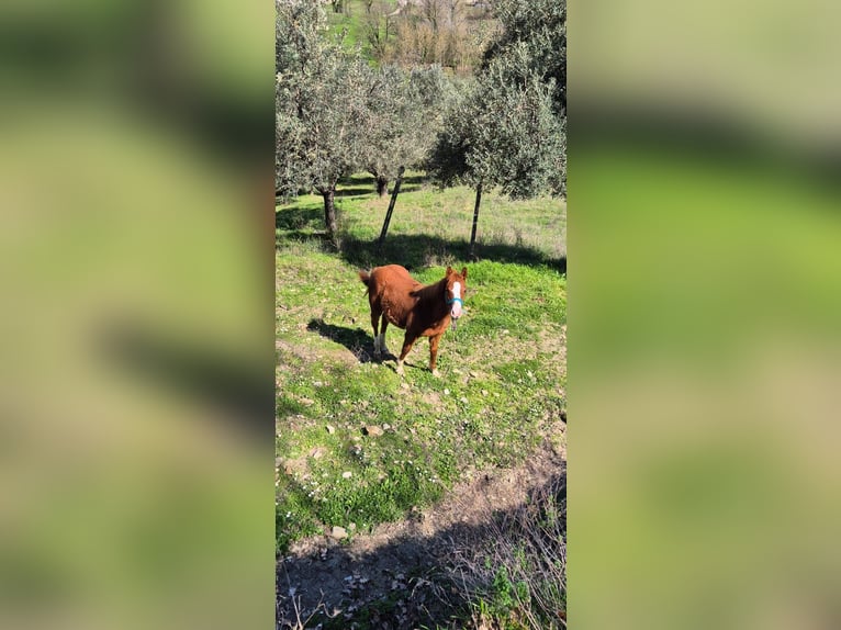 Quarterhäst Hingst 1 år fux in Frosinone