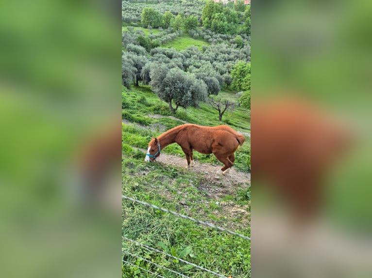 Quarterhäst Hingst 1 år fux in Frosinone