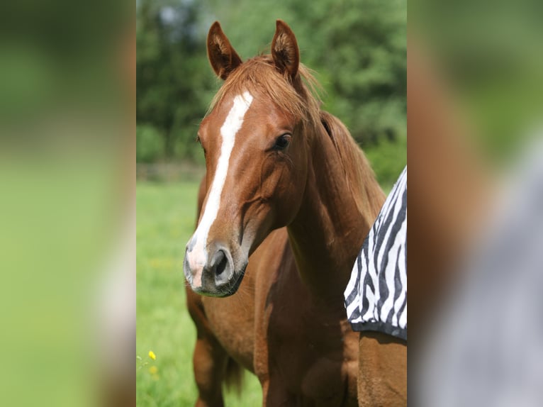 Quarterhäst Hingst 1 år fux in Nieuwrode