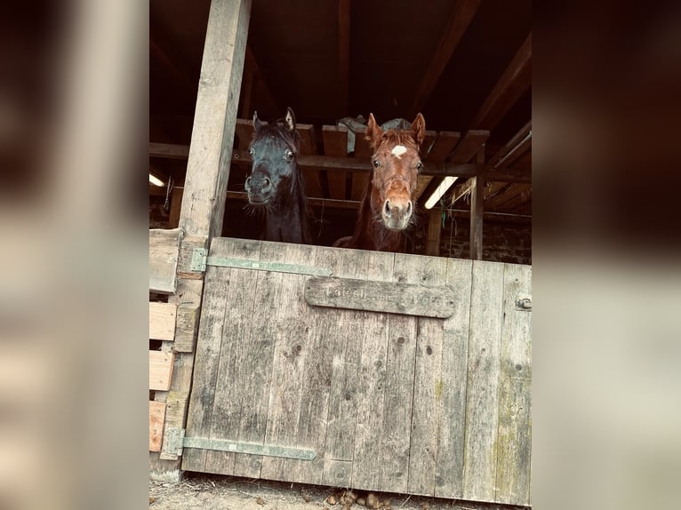 Quarterhäst Hingst 1 år fux in Ennepetal