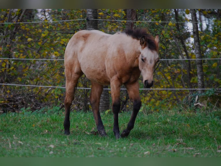Quarterhäst Hingst 1 år Gulbrun in Illerkirchberg