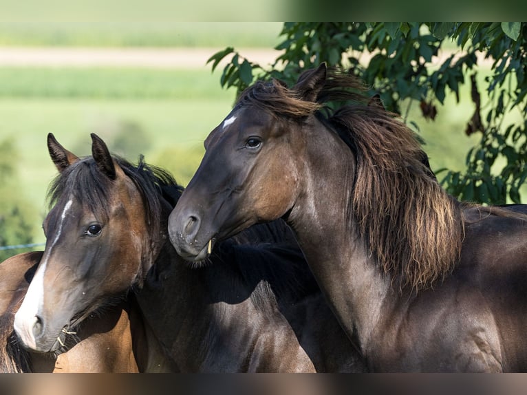 Quarterhäst Hingst 1 år Gulbrun in Dietenheim