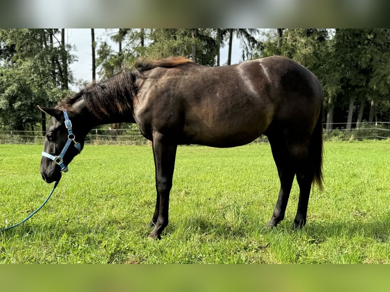 Quarterhäst Hingst 1 år Mörkbrun in Kallham