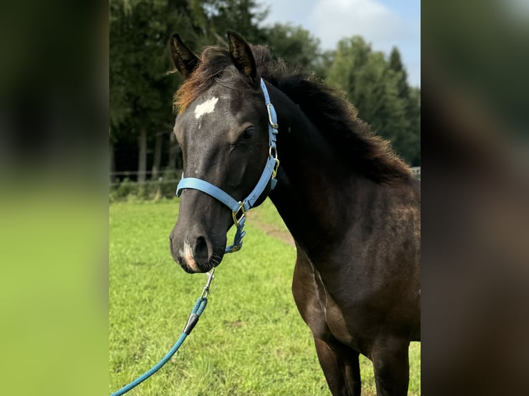 Quarterhäst Hingst 1 år Mörkbrun in Kallham