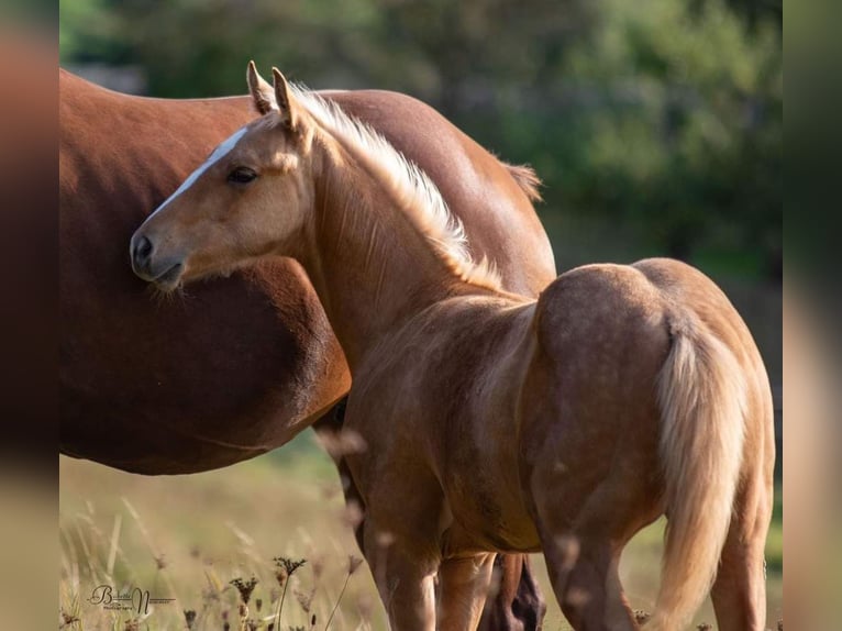 Quarterhäst Hingst 1 år Palomino in Calden