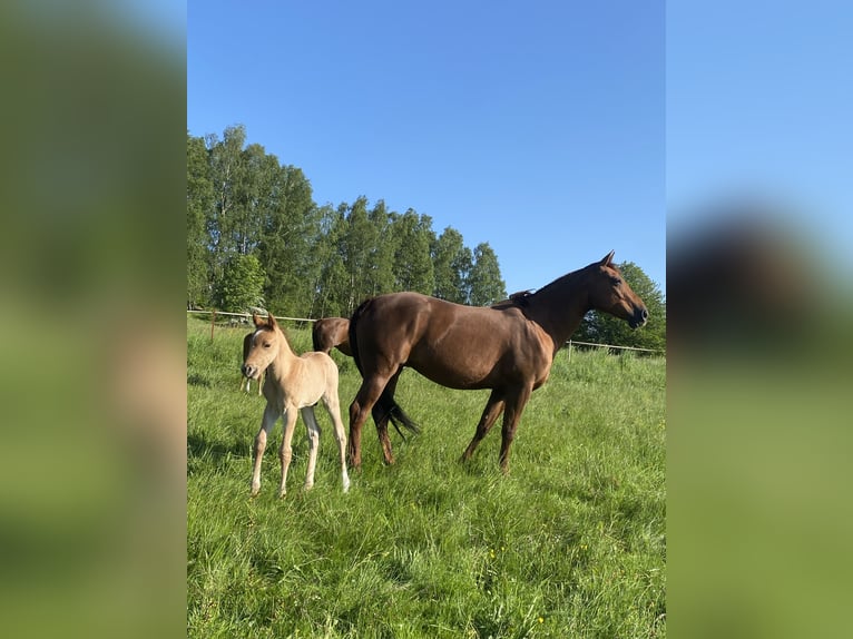 Quarterhäst Hingst 1 år Rödskimmel in Breitenbach