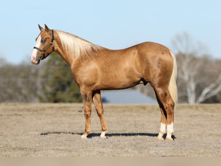 Quarterhäst Hingst 2 år 145 cm Palomino in Whitesboro