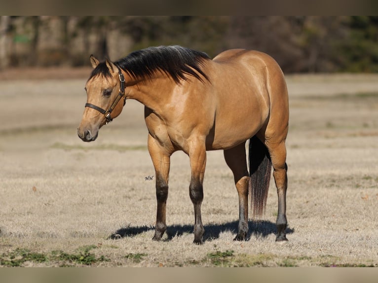 Quarterhäst Hingst 2 år 147 cm Gulbrun in Whitesboro