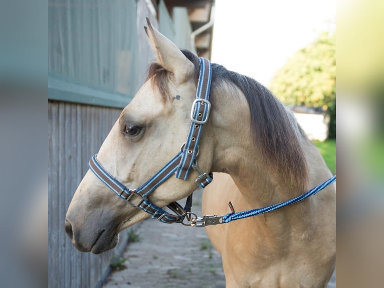 Quarterhäst Hingst 2 år 147 cm Gulbrun in Niedersayn