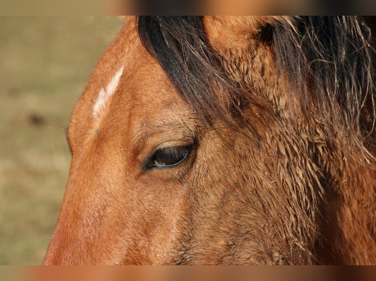 Quarterhäst Hingst 2 år 150 cm Black in Morschen