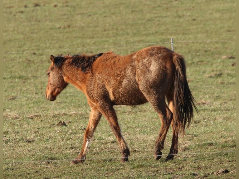 Quarterhäst Hingst 2 år 150 cm Black in Morschen
