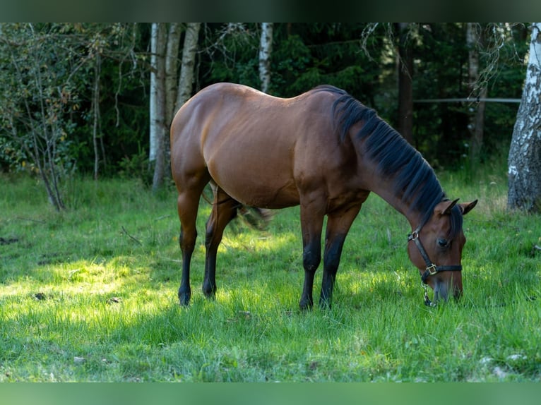 Quarterhäst Hingst 2 år 150 cm Brun in Fichtelberg