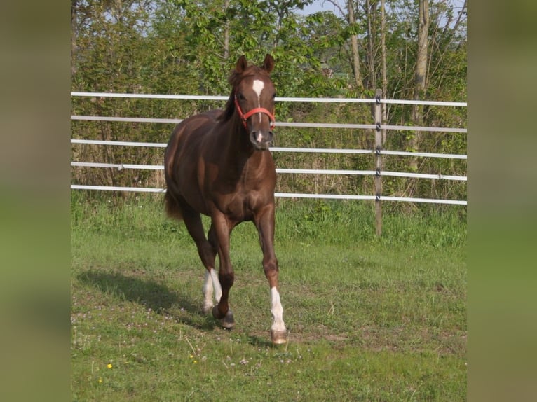 Quarterhäst Hingst 2 år 150 cm Fux in Pöttsching