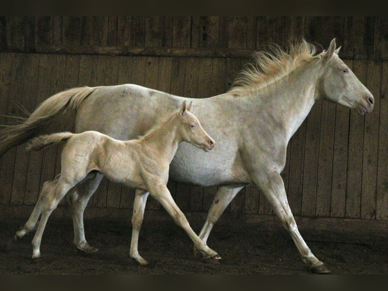 Quarterhäst Hingst 2 år 150 cm Perlino in Morschen