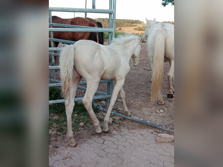 Quarterhäst Hingst 2 år 150 cm Perlino in Morschen