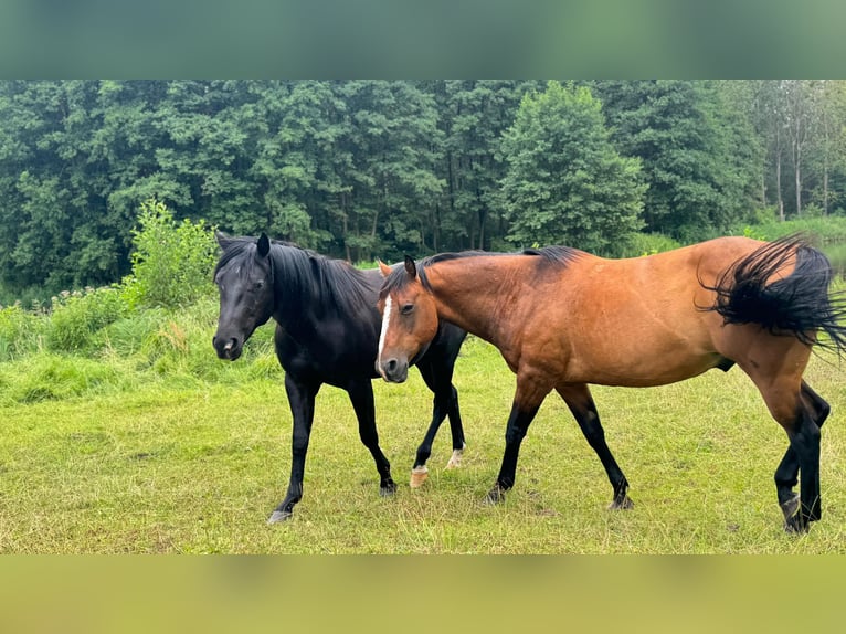 Quarterhäst Hingst 2 år 151 cm Svart in Bredereiche