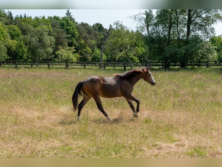 Quarterhäst Hingst 2 år Gulbrun in Geestland