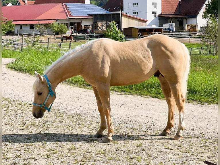 Quarterhäst Hingst 2 år Palomino in Geisenfeld