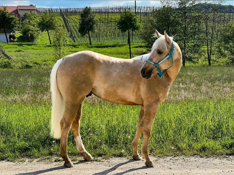 Quarterhäst Hingst 2 år Palomino in Geisenfeld