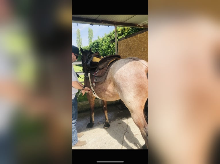 Quarterhäst Blandning Hingst 3 år 144 cm Brunskimmel in Modena